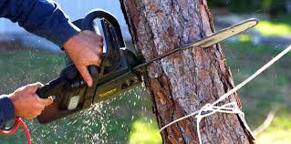 Best Tree Cabling and Bracing  in Ocean Grove, NJ