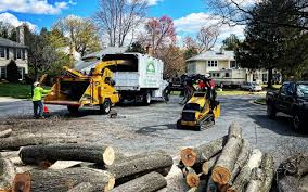 How Our Tree Care Process Works  in  Ocean Grove, NJ