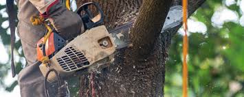 Best Tree Preservation Services  in Ocean Grove, NJ