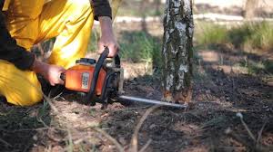 Best Tree Trimming and Pruning  in Ocean Grove, NJ