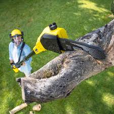 Best Tree Disease Treatment  in Ocean Grove, NJ