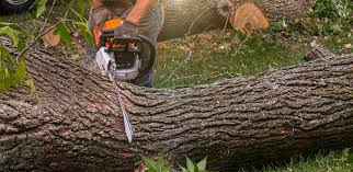 Best Utility Line Clearance  in Ocean Grove, NJ