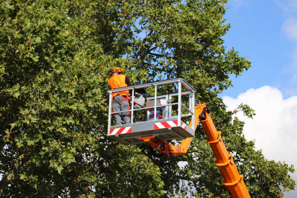 Professional Tree Removal in Ocean Grove, NJ