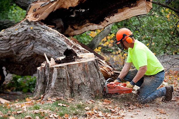 Best Tree Maintenance Programs  in Ocean Grove, NJ