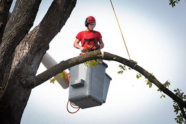 Best Stump Grinding and Removal  in Ocean Grove, NJ