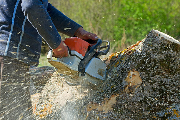 Best Lot and Land Clearing  in Ocean Grove, NJ