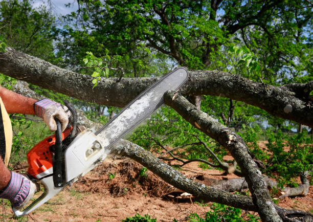 Best Lawn Maintenance Plans  in Ocean Grove, NJ